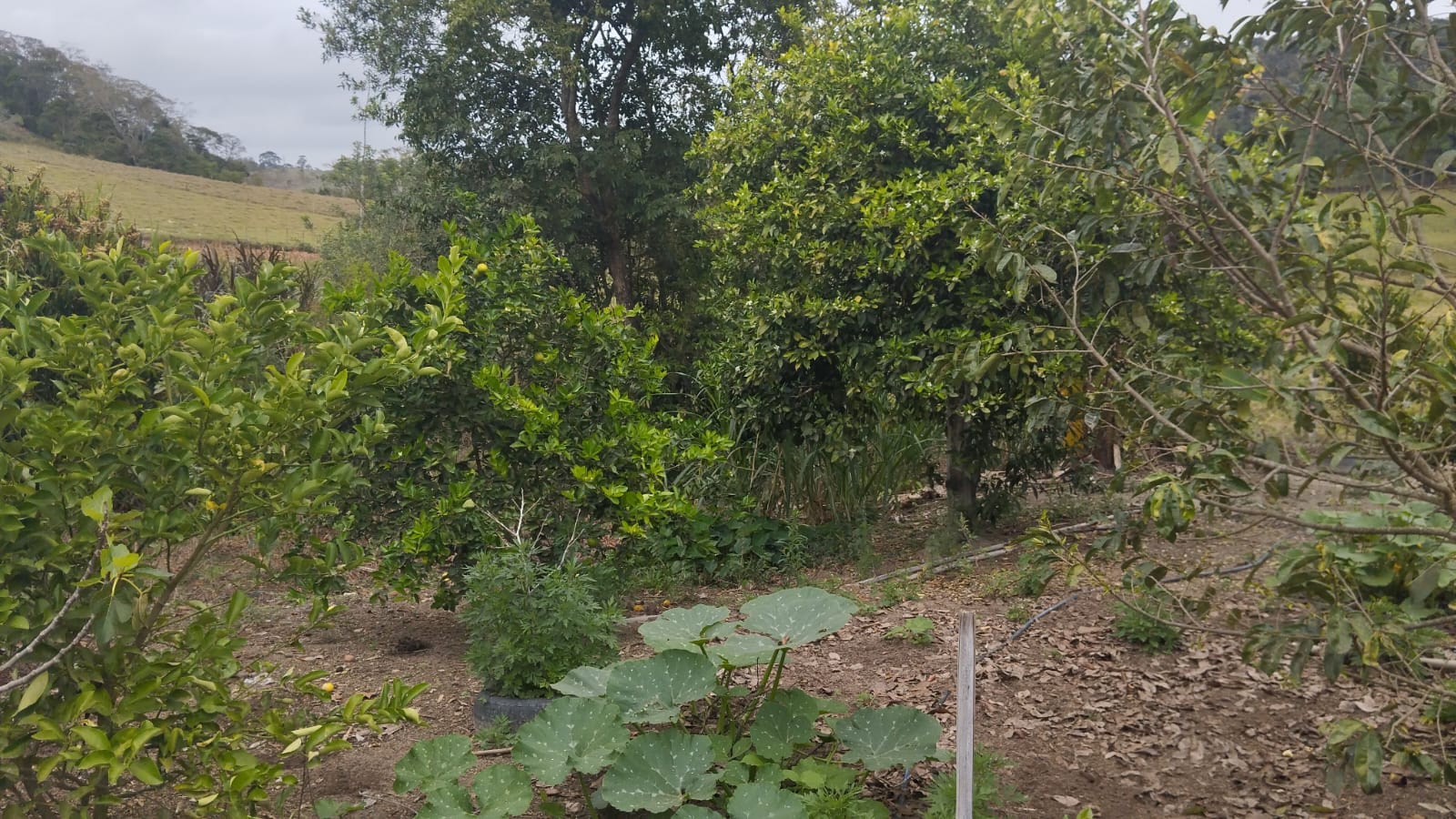 Foto 16